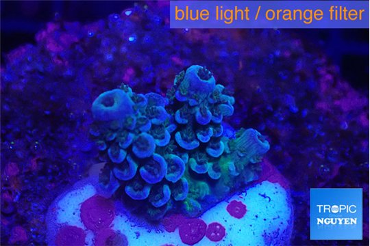 Acropora tenuis purple blue 1-2 cm WYSIWYG acclimaté