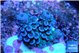 Acropora tenuis purple blue 1-2 cm WYSIWYG acclimaté