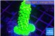 Acropora neon green 2-3 cm WYSIWYG acclimaté