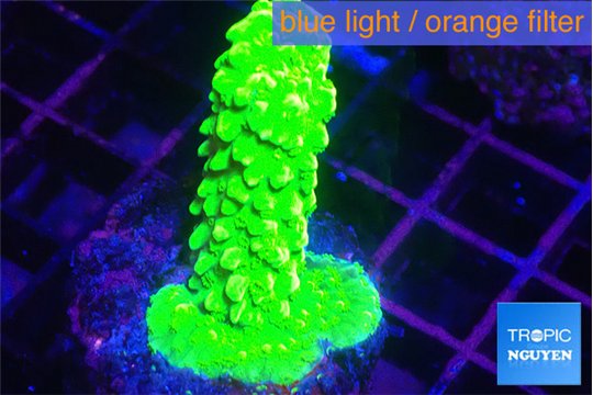 Acropora neon green 2-3 cm WYSIWYG acclimaté
