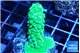 Acropora neon green 2-3 cm WYSIWYG acclimaté