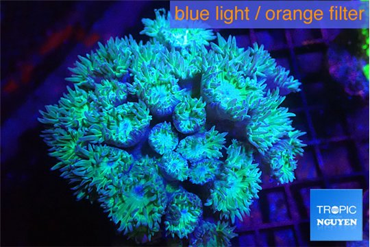 Duncanopsammia 10-16 cm WYSIWYG acclimaté