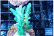 Acropora green & purple tip 3-4 cm WYSIWYG acclimaté