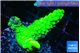 Acropora neon green 2-3 cm WYSIWYG acclimaté