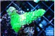 Acropora neon green 2-3 cm WYSIWYG acclimaté
