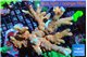 Montipora digitata red 8-12 cm WYSIWYG acclimaté