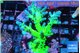 Acropora green & purple tip 3-4 cm WYSIWYG acclimaté
