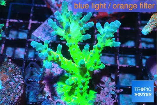 Acropora green & purple tip 3-4 cm WYSIWYG acclimaté