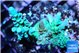 Acropora green Australia 4-6 cm WYSIWYG acclimaté