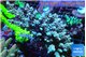 Acropora tenuis purple 7-11 cm WYSIWYG acclimaté