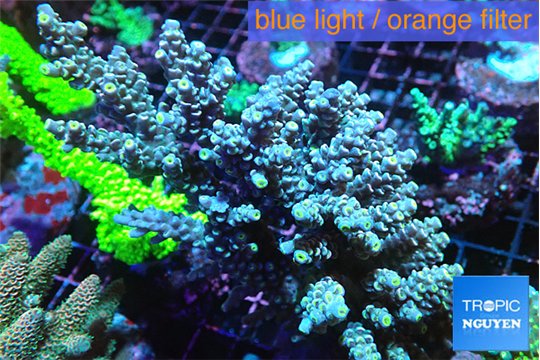 Acropora tenuis purple 7-11 cm WYSIWYG acclimaté