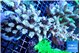 Acropora tenuis purple 7-11 cm WYSIWYG acclimaté