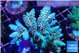 Acropora Walt Disney 6-9 cm WYSIWYG acclimaté