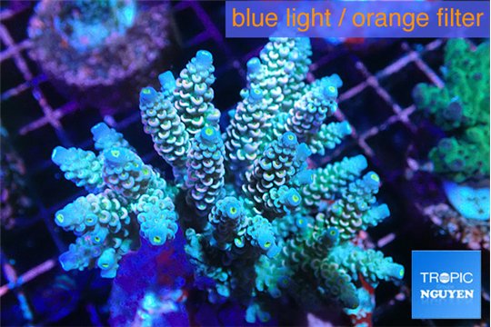 Acropora Walt Disney 6-9 cm WYSIWYG acclimaté
