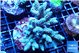 Acropora Walt Disney 6-9 cm WYSIWYG acclimaté