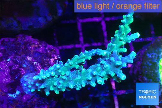 Acropora joker 4-6 cm WYSIWYG acclimaté