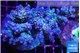 Acropora purple Walt Disney 7-9 cm WYSIWYG acclimaté