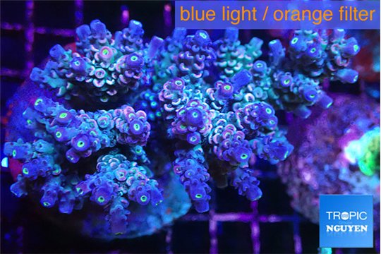 Acropora purple Walt Disney 7-9 cm WYSIWYG acclimaté