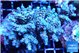 Acropora purple Walt Disney 7-9 cm WYSIWYG acclimaté