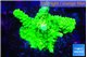Acropora neon green 3-4 cm WYSIWYG acclimaté