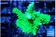 Acropora neon green 3-4 cm WYSIWYG acclimaté