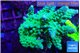 Acropora green Australia 4-6 cm WYSIWYG acclimaté