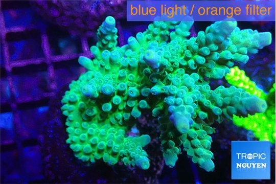 Acropora green Australia 4-6 cm WYSIWYG acclimaté