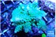 Acropora green Australia 4-6 cm WYSIWYG acclimaté