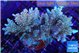 Acropora microclados purple gold 7-11 cm WYSIWYG acclimaté
