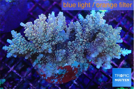Acropora microclados purple gold 7-11 cm WYSIWYG acclimaté