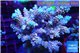 Acropora microclados purple gold 7-11 cm WYSIWYG acclimaté