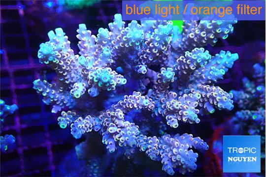 Acropora microclados purple gold 7-11 cm WYSIWYG acclimaté