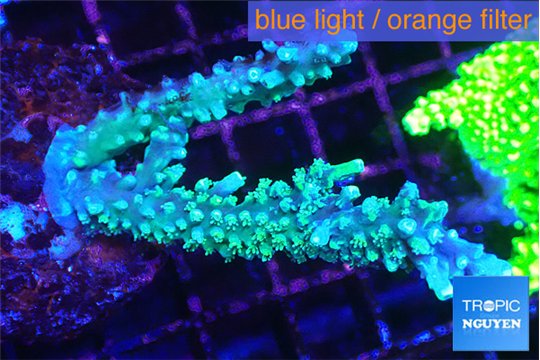 Acropora joker 4-6 cm WYSIWYG acclimaté