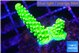 Acropora neon green 2-4 cm WYSIWYG acclimaté