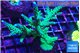 Acropora green & purple tip 5-6 cm WYSIWYG acclimaté