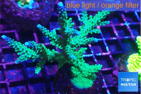 Acropora green & purple tip 5-6 cm WYSIWYG acclimaté