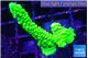 Acropora neon green 3-4 cm WYSIWYG acclimaté