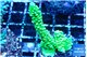 Acropora neon green 3-4 cm WYSIWYG acclimaté