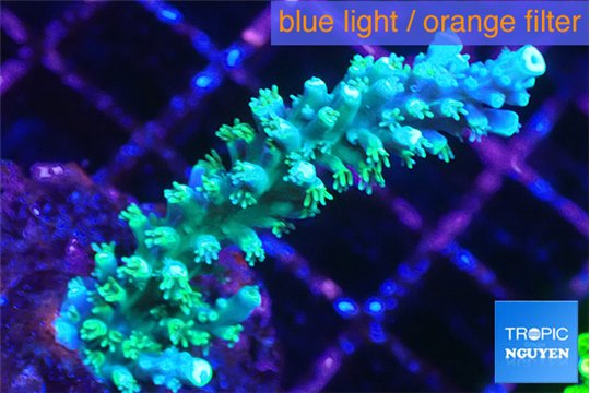 Acropora joker 4-6 cm WYSIWYG acclimaté