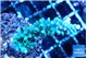 Acropora joker 4-6 cm WYSIWYG acclimaté