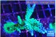 Acropora green & purple tip 4-6 cm WYSIWYG acclimaté
