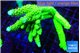 Acropora neon green (without plug) 8-13 cm WYSIWYG acclimaté