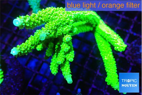 Acropora neon green (without plug) 8-13 cm WYSIWYG acclimaté