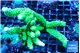 Acropora neon green (without plug) 8-13 cm WYSIWYG acclimaté