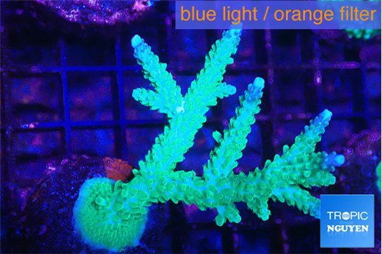Acropora green & purple tip 5-6 cm WYSIWYG acclimaté