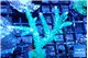 Acropora green & purple tip 5-6 cm WYSIWYG acclimaté
