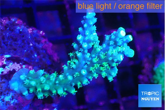 Acropora joker 4-6 cm WYSIWYG acclimaté