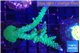 Acropora green & purple tip 4-5 cm WYSIWYG acclimaté