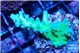 Acropora green & purple tip 2-4 cm WYSIWYG acclimaté