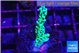 Montipora green & purple polyps 3-4 cm WYSIWYG acclimaté